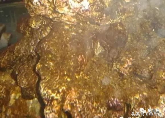 淡海除藻最好的方法,海水除藻