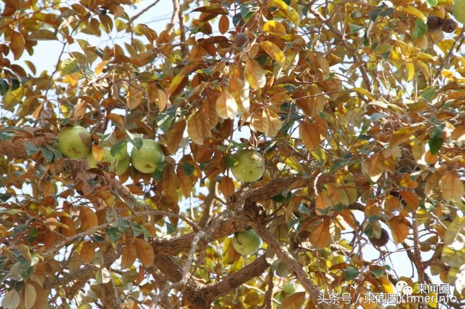 柬埔寨的特色水果有哪些,柬埔寨十大热带水果
