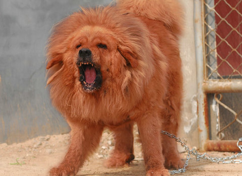 狗为什么会反复无常,狗狗为什么脾气暴躁乱咬自己