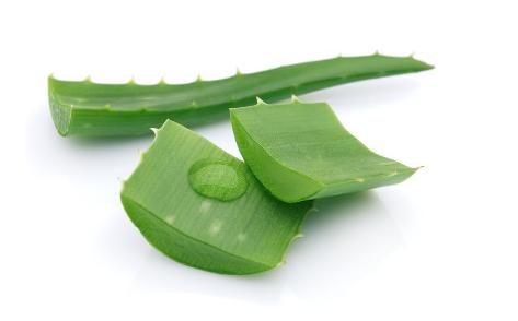 鲜芦荟能泡水喝吗有什么功效,新鲜芦荟可以泡水喝