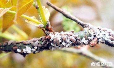 柿子树上长满了小白点一招解决,柿子树上的白点虫子怎么治