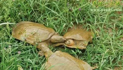 甲鱼开春为何会死怎样预防甲鱼病,甲鱼养殖实用新技术