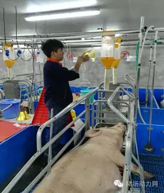 如何给母猪接生过程,母猪接产注意哪些