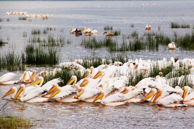 肯尼亚5天难忘的野生动物园,肯尼亚野生动物之旅