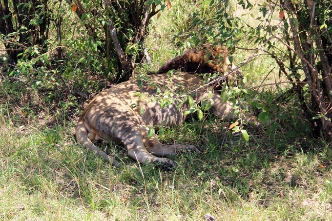 12天肯尼亚动物大迁徙自驾之旅,肯尼亚动物旅行