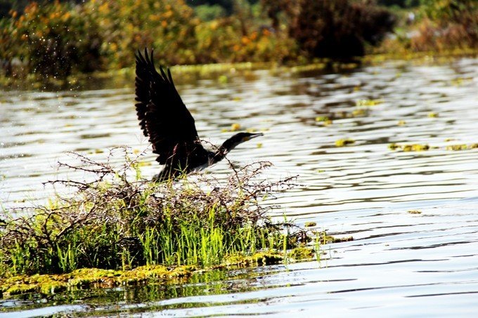 12天肯尼亚动物大迁徙自驾之旅,肯尼亚动物旅行