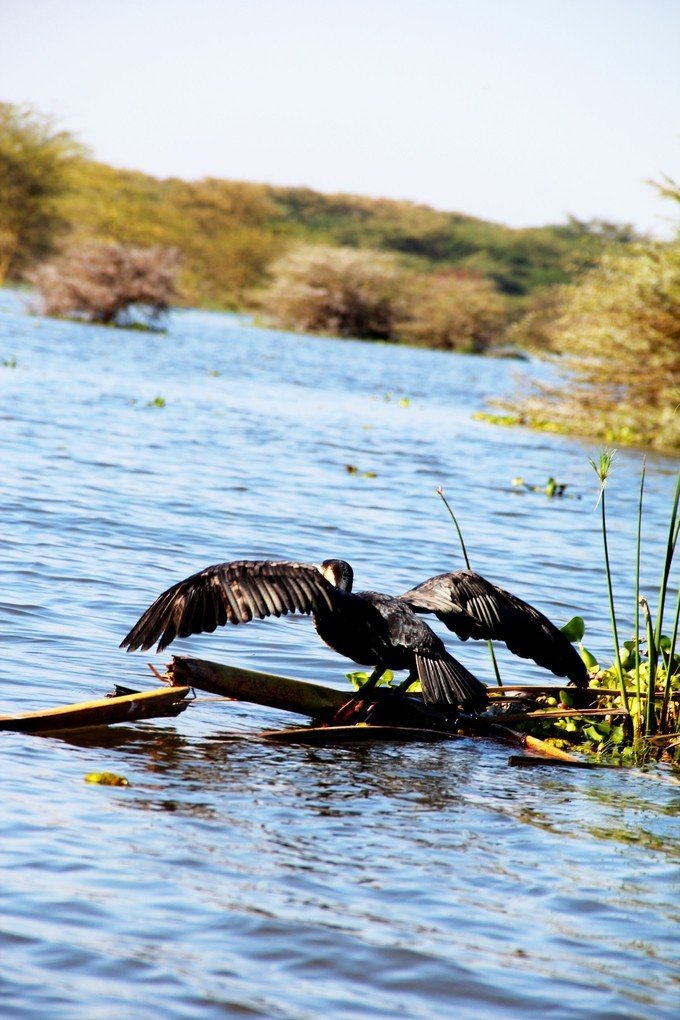 12天肯尼亚动物大迁徙自驾之旅,肯尼亚动物旅行