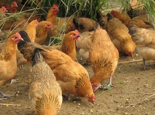 90后大学生回乡创业养鸡,养鸡致富的创业方法