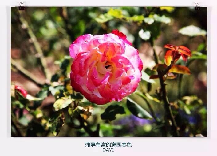 清迈住宿攻略清迈自由行,在清迈