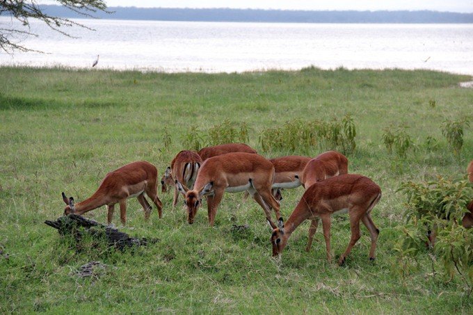 12天肯尼亚动物大迁徙自驾之旅,肯尼亚动物旅行