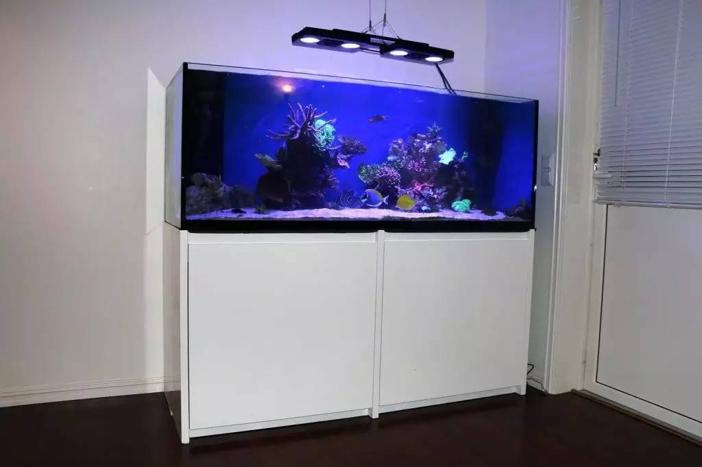 北欧古法缸,记录原生缸养鱼过程