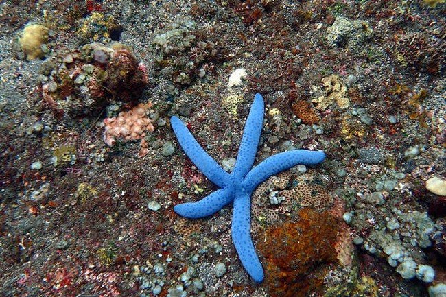 马尔代夫莉莉岛怎么玩,马尔代夫莉莉岛出海项目