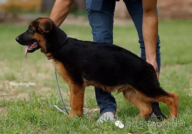 干将犬舍：魔力兹后代and皮诺后代