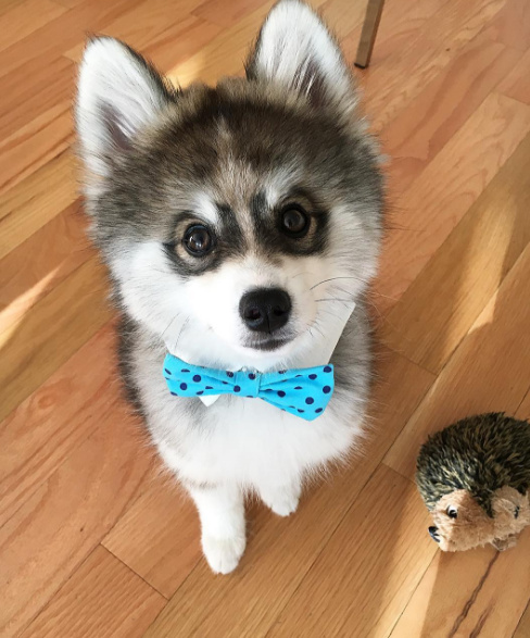 动物界的心机婊们,动物界的心机婊