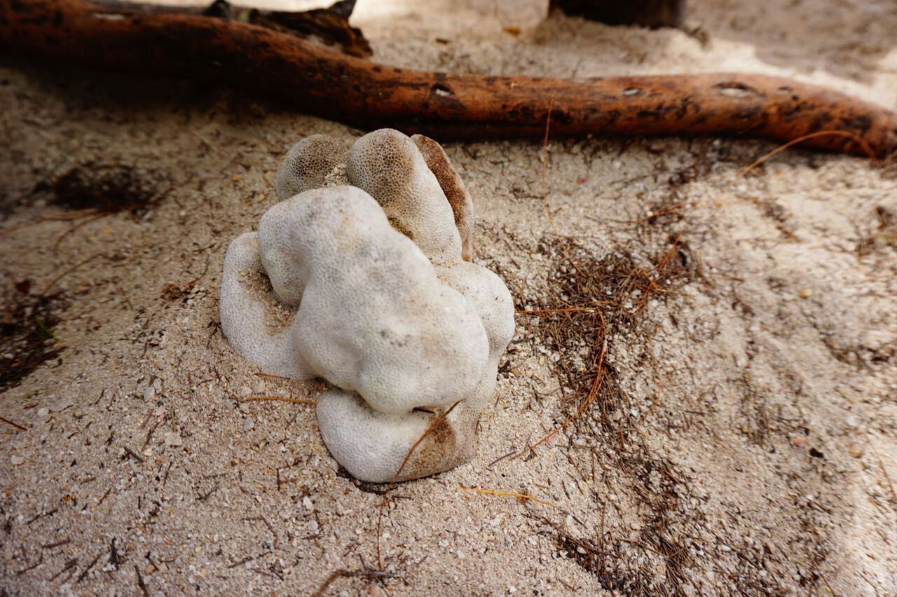 见摄者：普吉岛行之三珊瑚礁的梦，梦幻般的蓝，和蜥蜴面对面