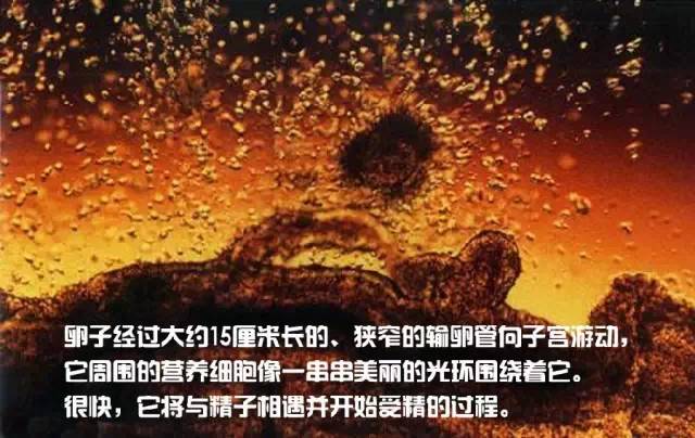 造人计划之前需要做的事,造人计划必须做的事