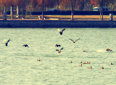 聊城水城之眼风景图片,美丽的江北水城聊城图片