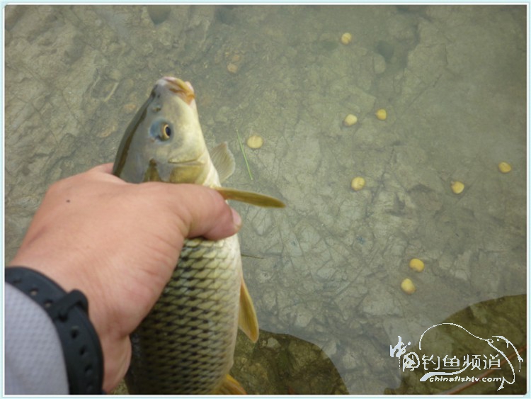 游钓中国丹江口市之行,游钓丹江300天