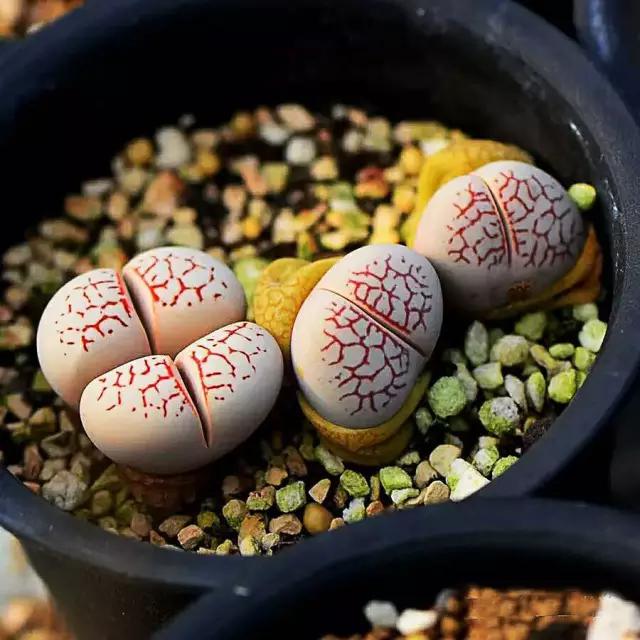 生石花晒伤了怎么处理,生石花晒伤为什么不能浇水