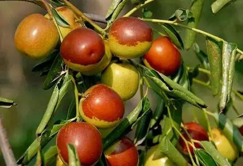 烟台常吃的水果有哪些,六月底七月初烟台的水果