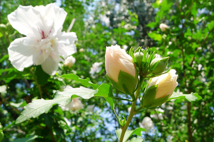 朝开暮落，转“蕣”即逝，植物里的人生况味