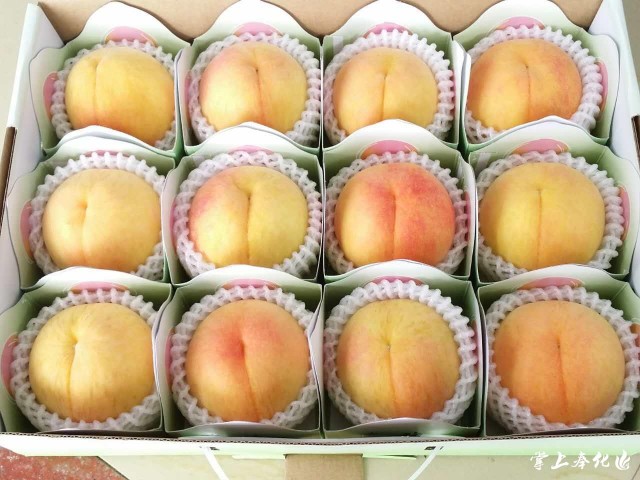 奉化黄金蜜露,奉化新鲜水蜜桃