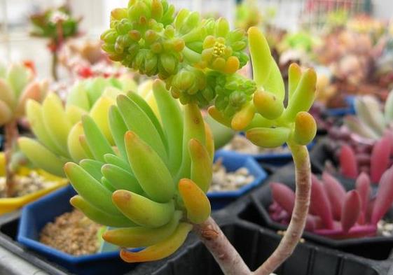 最全多肉图鉴大全,图鉴植物