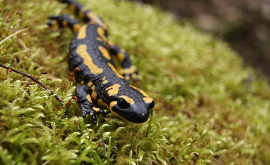 养蝾螈需注意什么哪种蝾螈最好养,观赏蝾螈怎么养才能养活