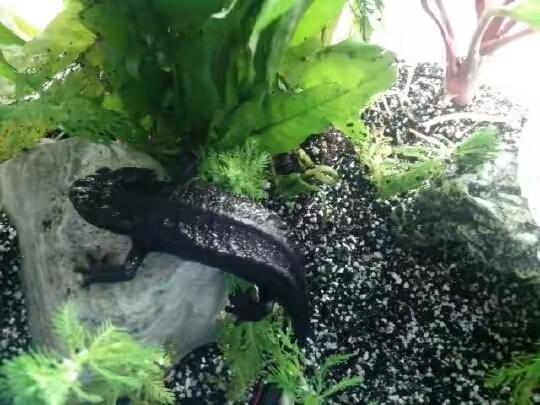 养蝾螈需注意什么哪种蝾螈最好养,观赏蝾螈怎么养才能养活