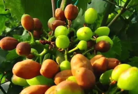 一篇文章搞懂勃艮第葡萄酒分级,葡萄日灼的原因及治疗方法