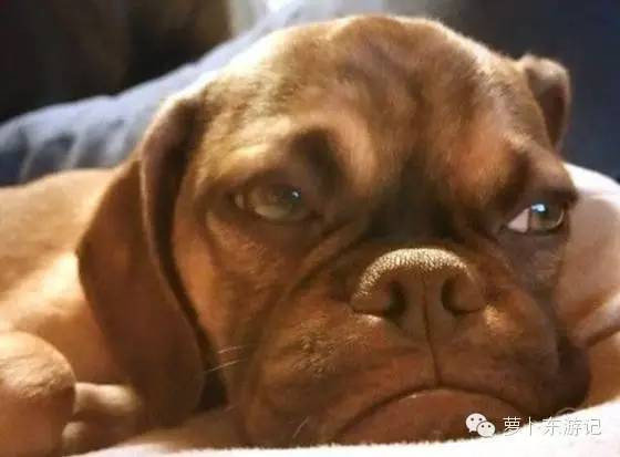 福冈旅游现在能去吗,福冈玩什么