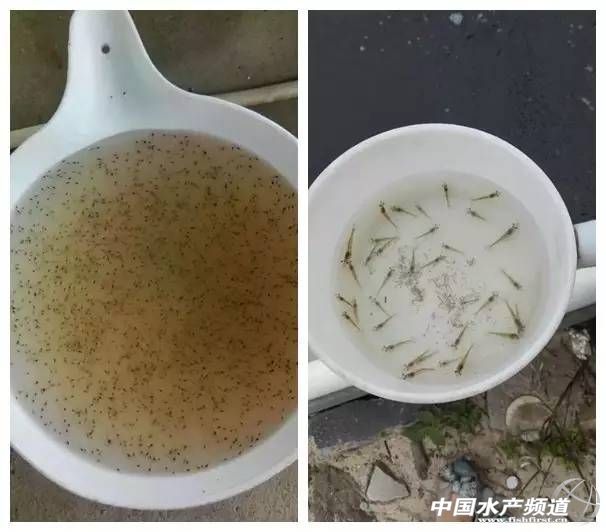 卖饲料的小女子,卖潜江小龙虾的姑娘