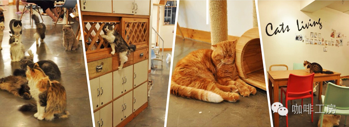 韩国咖啡馆特色,韩国的欧洲风格咖啡馆