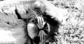 欧洲杯熬夜看球五大攻略,熬夜看欧洲杯的你注意啦