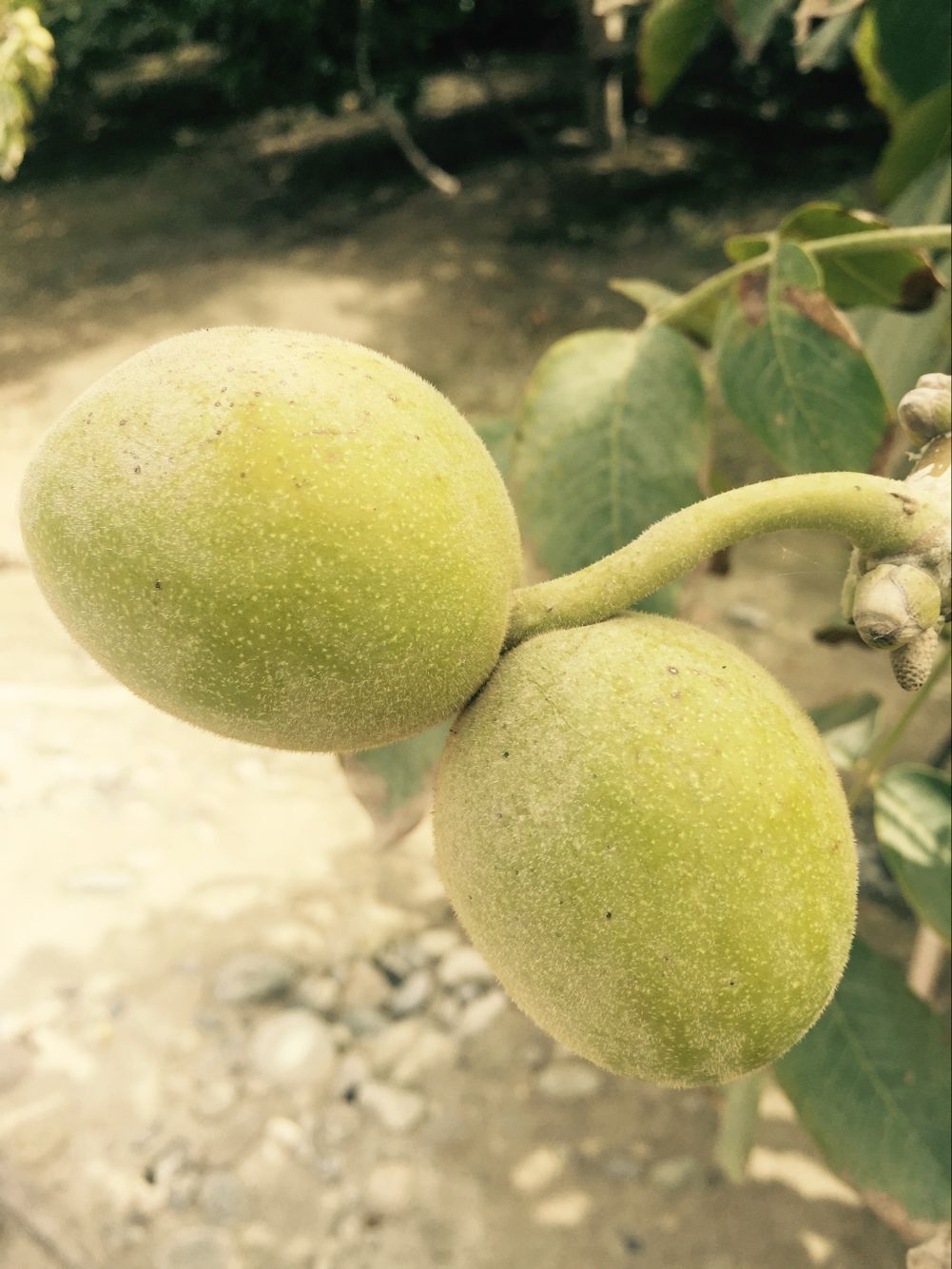 疆产核桃仁,新疆核桃和普通核桃的区别