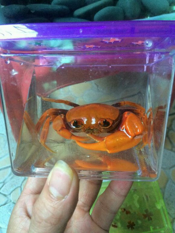 洞里发现玉石原石,洞里发现绿石