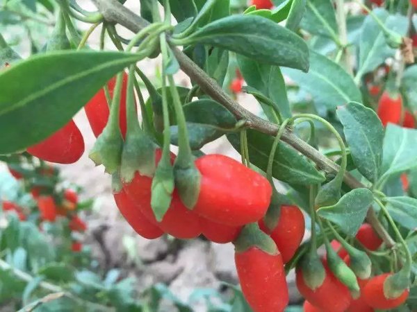 宁夏枸杞知名品牌排行榜前十名,青海红枸杞和宁夏红枸杞哪个好