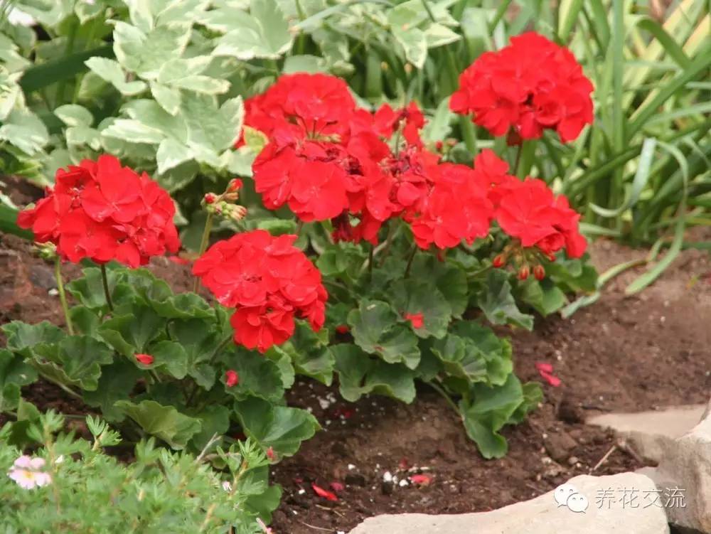 10种秋季开花的植物,8种夏季开花的植物