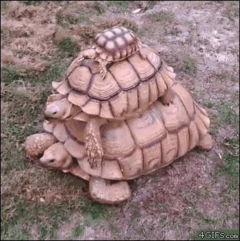 狗狗偷吃鸡爪被训罚站,狗狗偷吃鸡爪