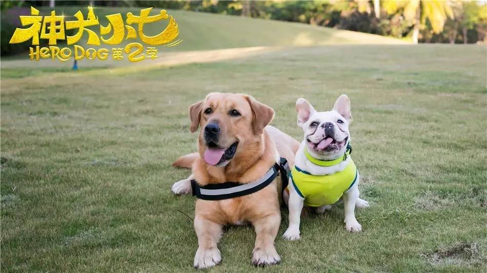 神犬小七2和麻辣变形计相同演员,神犬小七2麻辣变形计