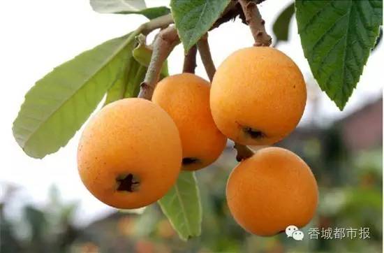 咸宁将建通用机场看完这条微信，把不可错过的16条咸宁新闻都补上！