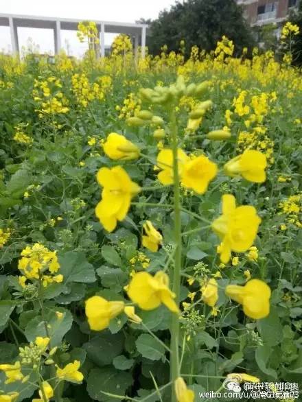 南宁漫山遍野的格桑花盛开,南宁最美小众花海