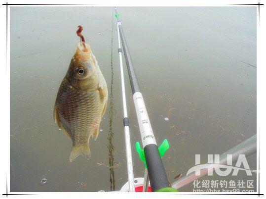 一味浮漂和小凤仙浮漂哪家的好,一味浮漂多少钱一个