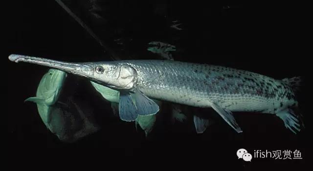 火箭鱼的生活习性,火箭鱼生活习性