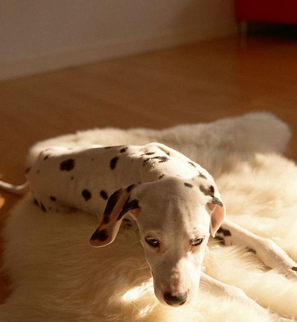 狗狗一直喝水然后吐带血,狗总是吐黄水食欲很好大便正常