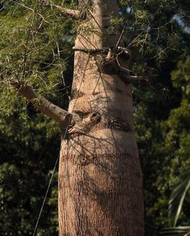 神奇的沙漠美丽的景观,神奇的物种沙漠生活