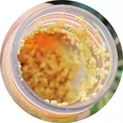 西部风狂钓鲫如何制作窝料,民间高手钓鲫鱼饵料配方