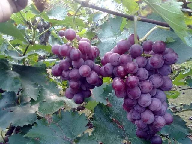 推荐几款好吃又好种的葡萄品种,葡萄里面哪个品种最甜最好吃
