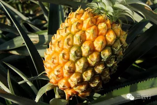 怎么分别凤梨和菠萝,凤梨和菠萝是同一个品种吗