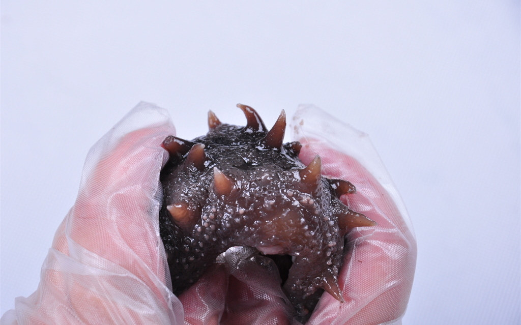 野海参的作用与功效,海参的功效中医